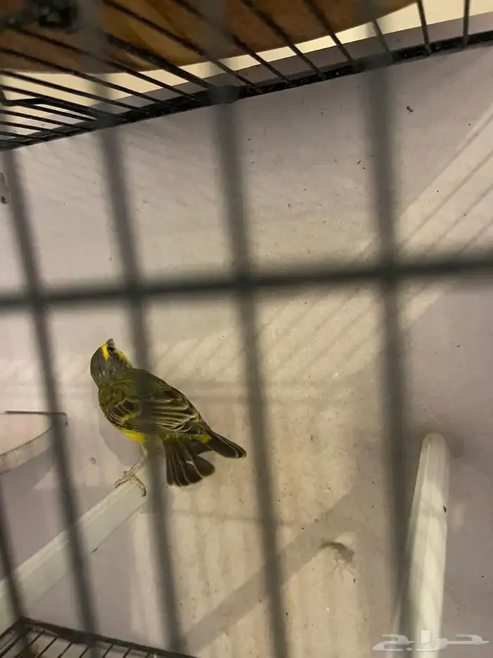 ياسمين موزمبيقي ذكر مغرد 2