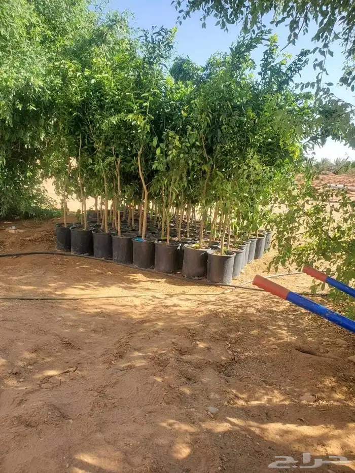 موسم الحمضيات بد با جميع انواع ومقستاها مع التوصيل وزرعه 3