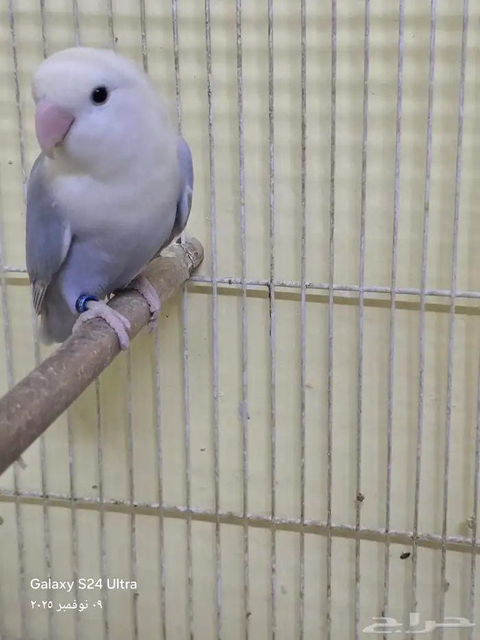 ذكر روز منتج 3