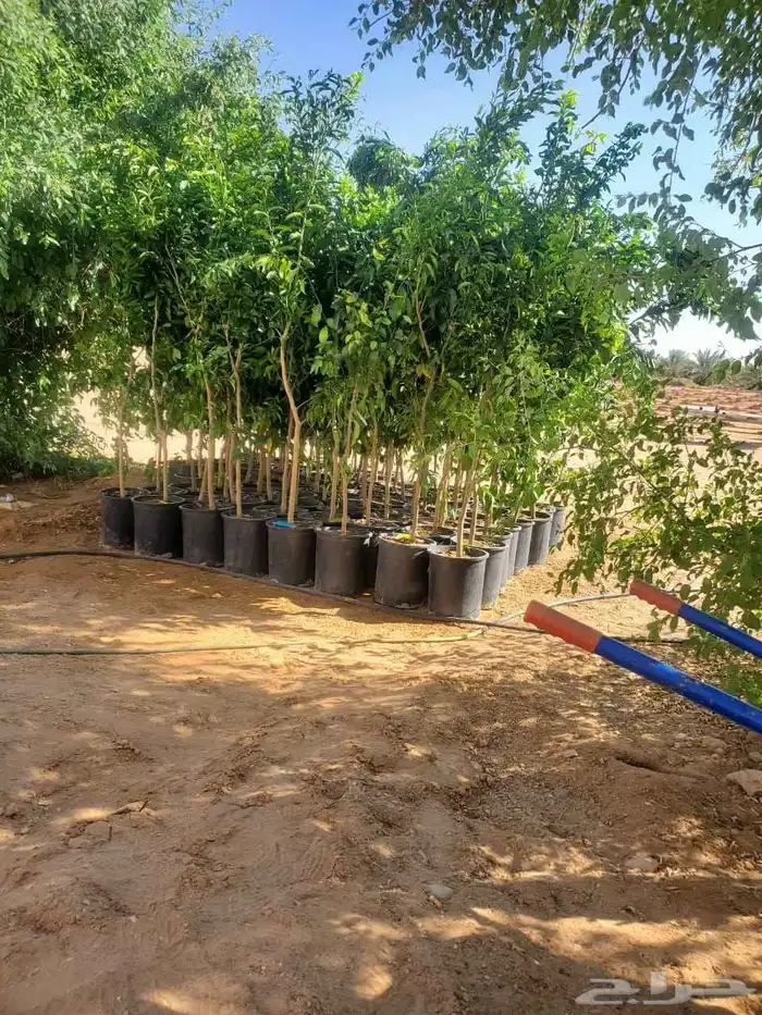 موسم الحمضيات بد با جميع انواع ومقستاها مع التوصيل وزرعه 2