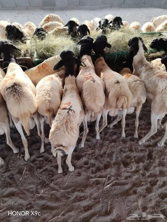 برابر وتيوس صوماليه متميزه 1