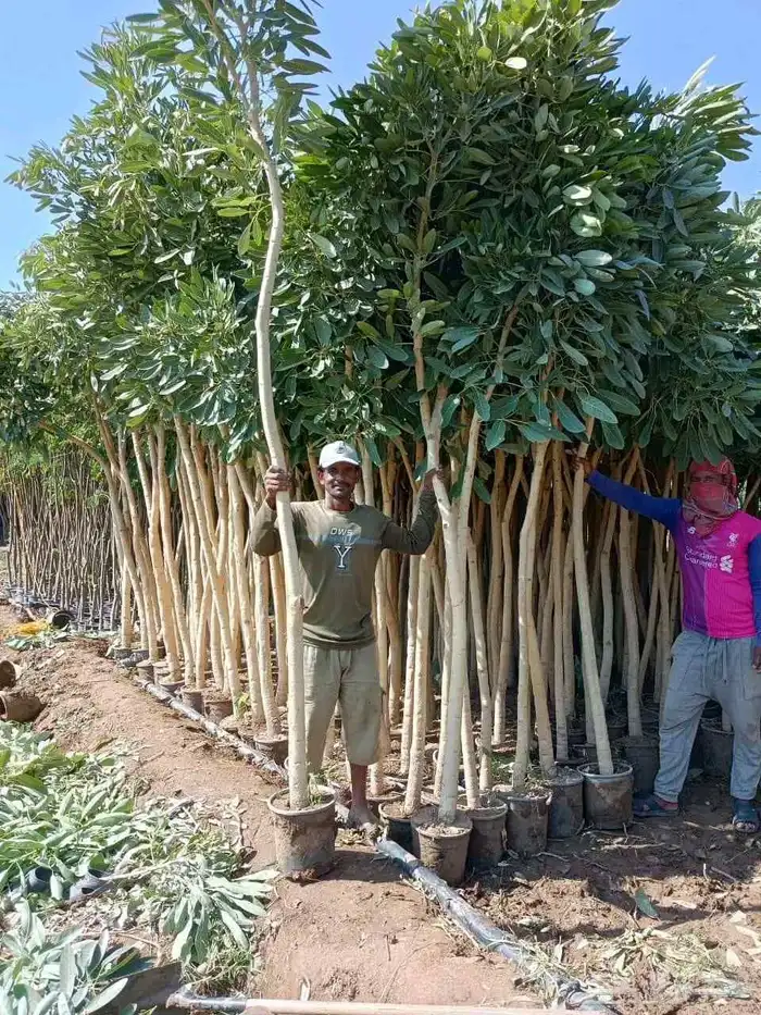 مشتل الجموم شتلات بنسيان و يسمين هندي جميع انواع شجرت الجملة 5