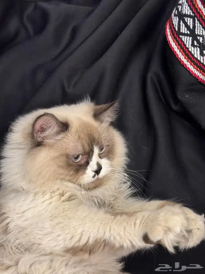 قط هملايا بيور 2