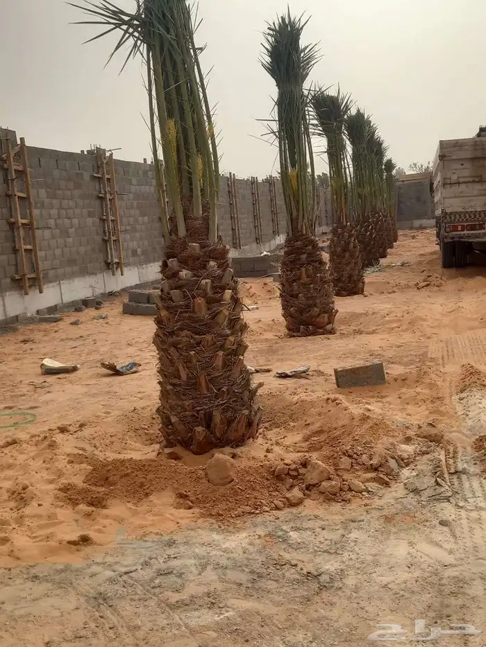 نخل مثمر فاخر نخل واشنطني زينه خلاص سكري هلالي ونانه مجدول 2