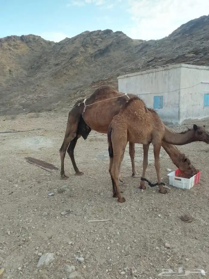 ناقه خلفه تحتها بكره 0