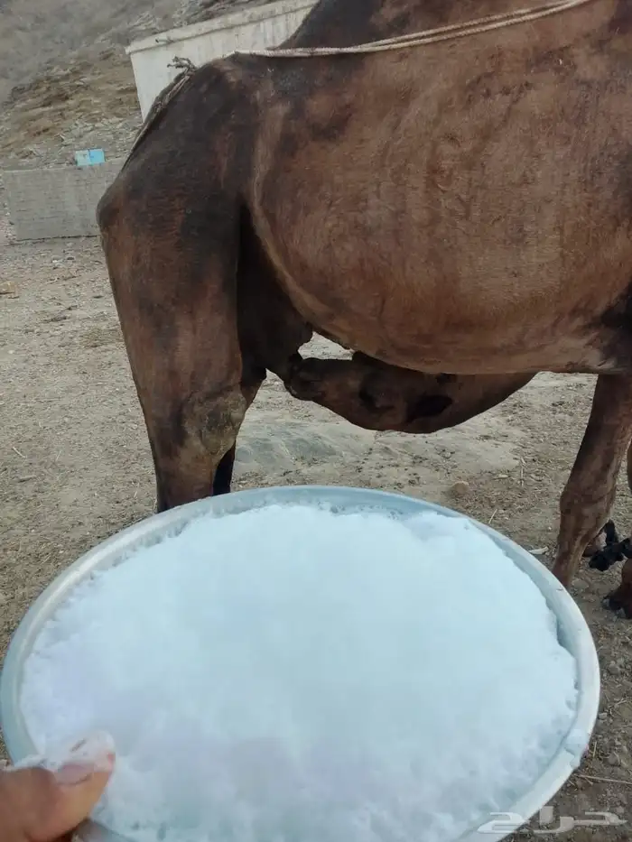 ناقه خلفه تحتها بكره 1