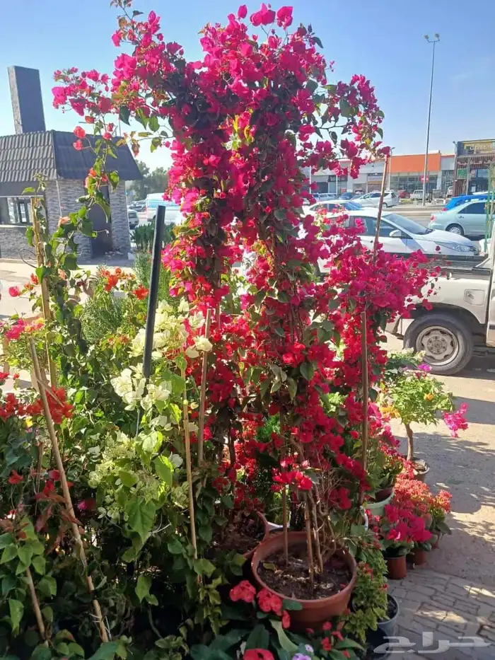 تنسيق حدائق وصيانتها وبيع وتوريد الثيل الطبيعي 4