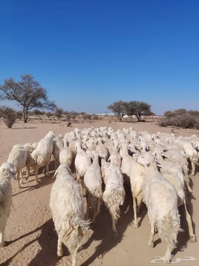 غنم حري حرشش دفيع ومضاريع 0