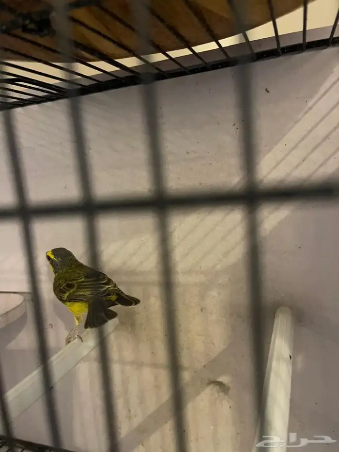 ياسمين موزمبيقي ذكر مغرد 3