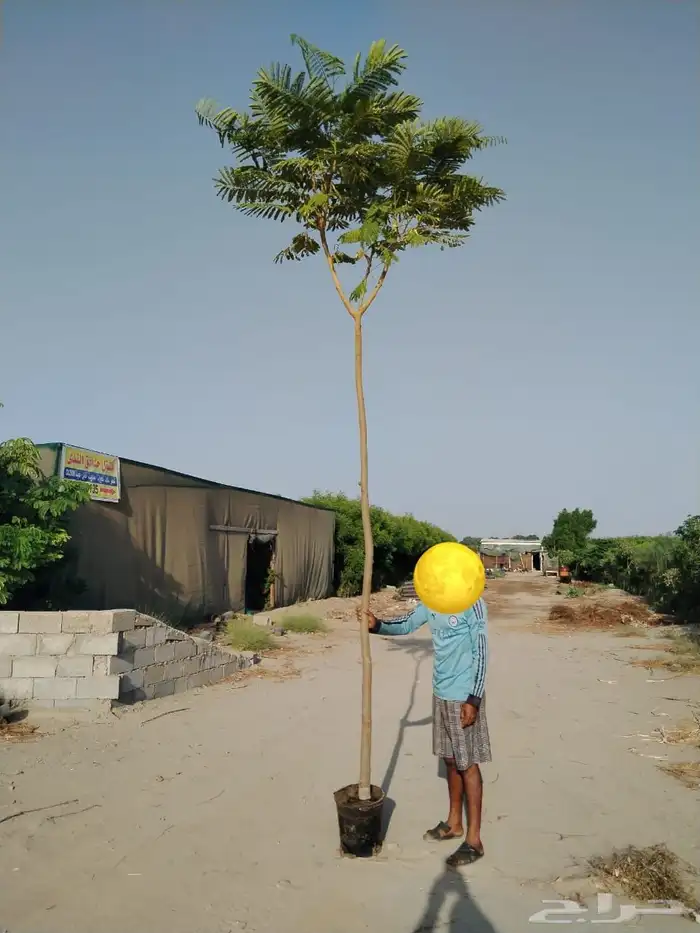 مشاتل الدمام طريق الجبيل بسعر الجمله 4