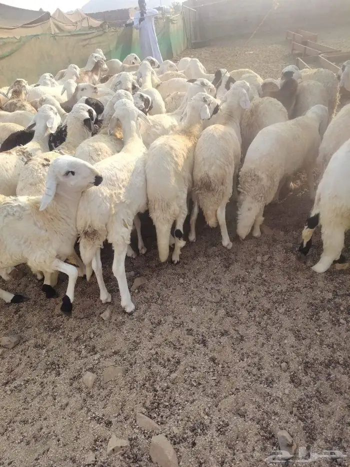 سواكني دمازيني مرابي جمله تفريد 0