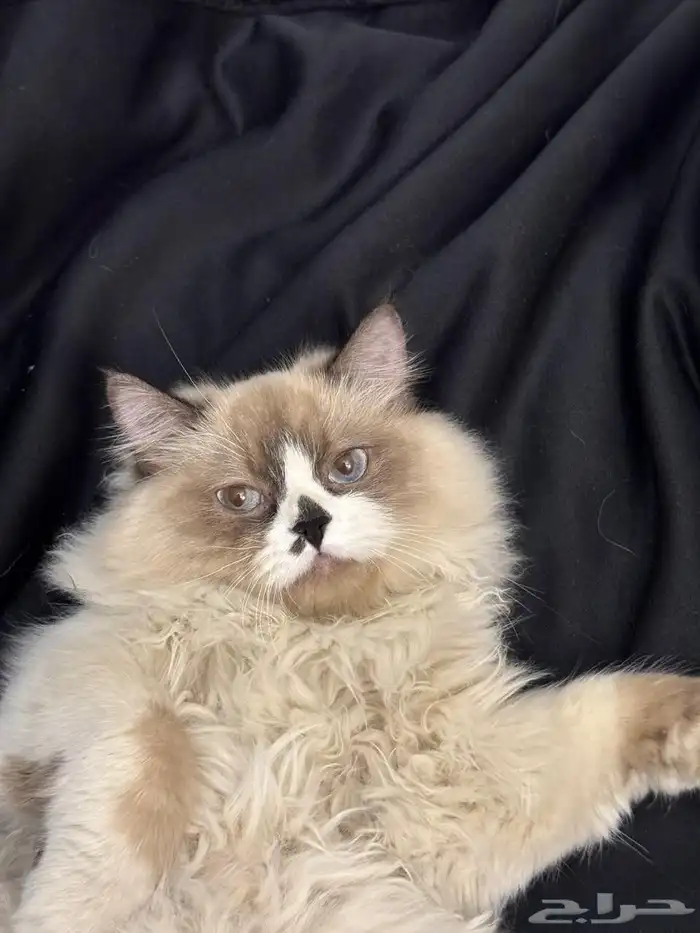 قط هملايا بيور 3