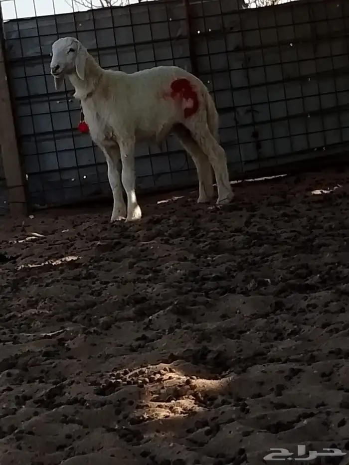 طلي مشروع فحل 1