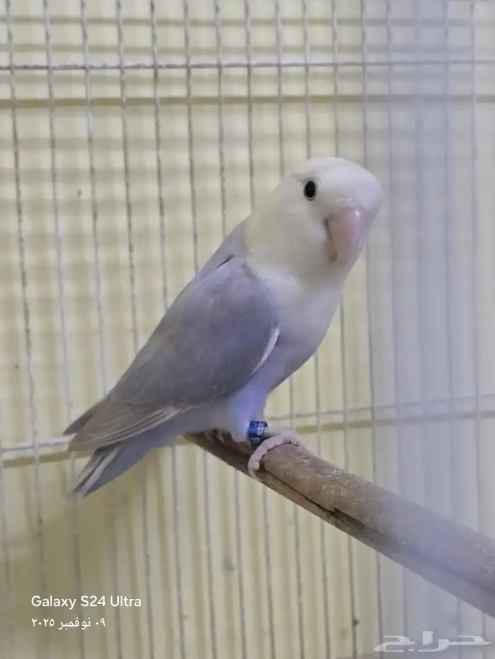 ذكر روز منتج 0