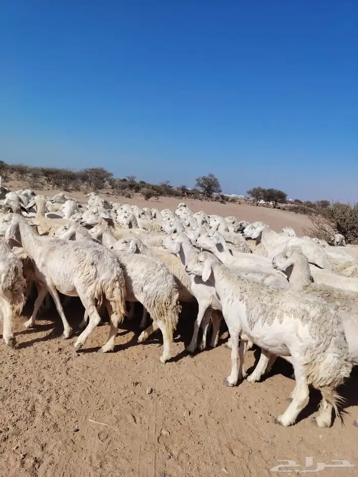 غنم حري حرشش دفيع ومضاريع 4