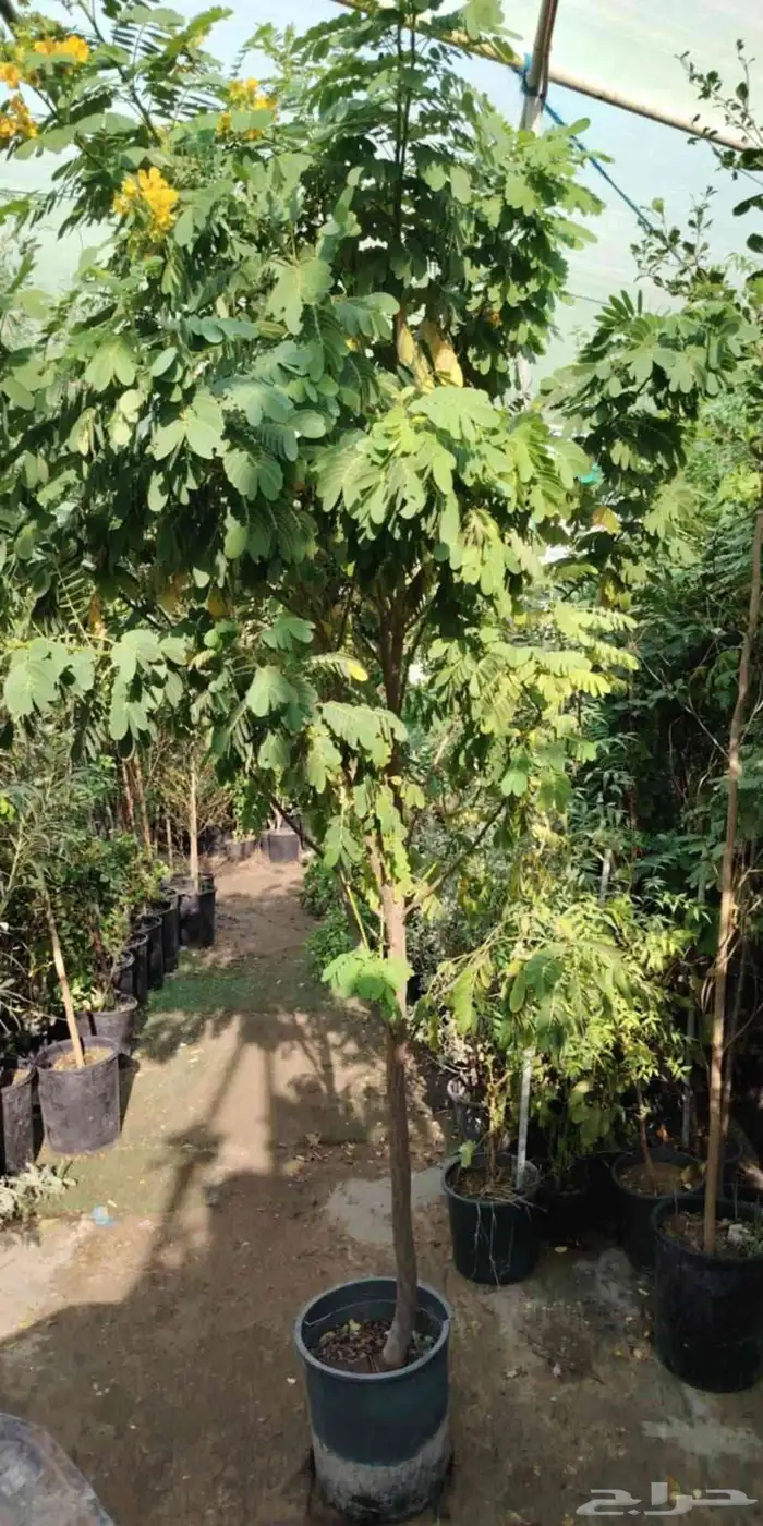 مشتل زراع طبيعي 9