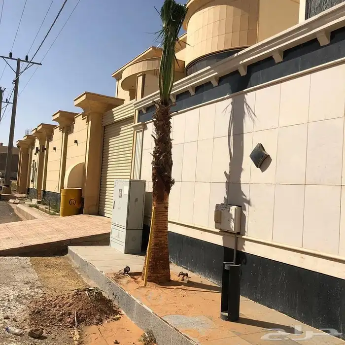 نخل واشنطن زينه امريكي 1