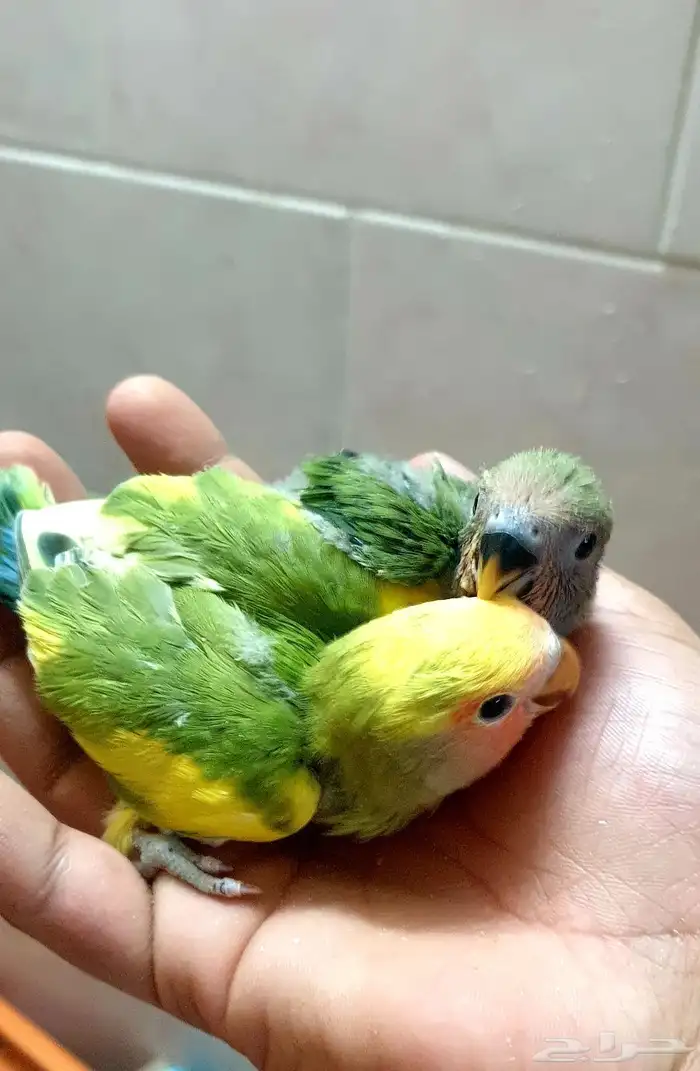 تم البيع فروخ روز 1