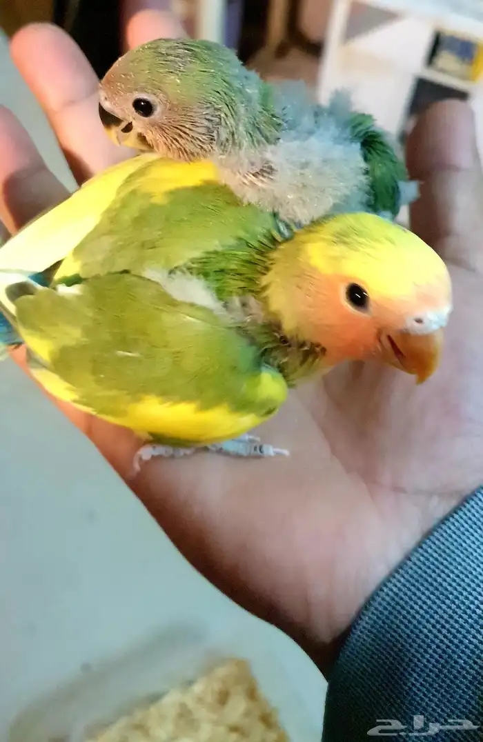 تم البيع فروخ روز 2