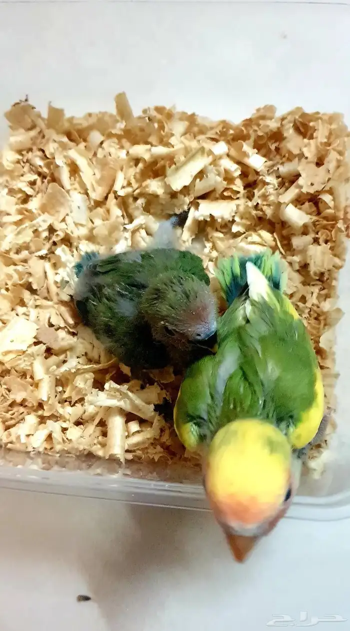 تم البيع فروخ روز 4