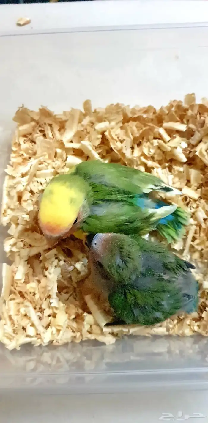 تم البيع فروخ روز 3