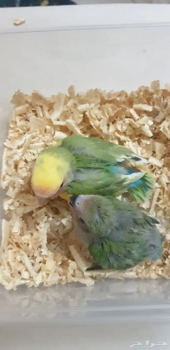 تم البيع فروخ روز 6