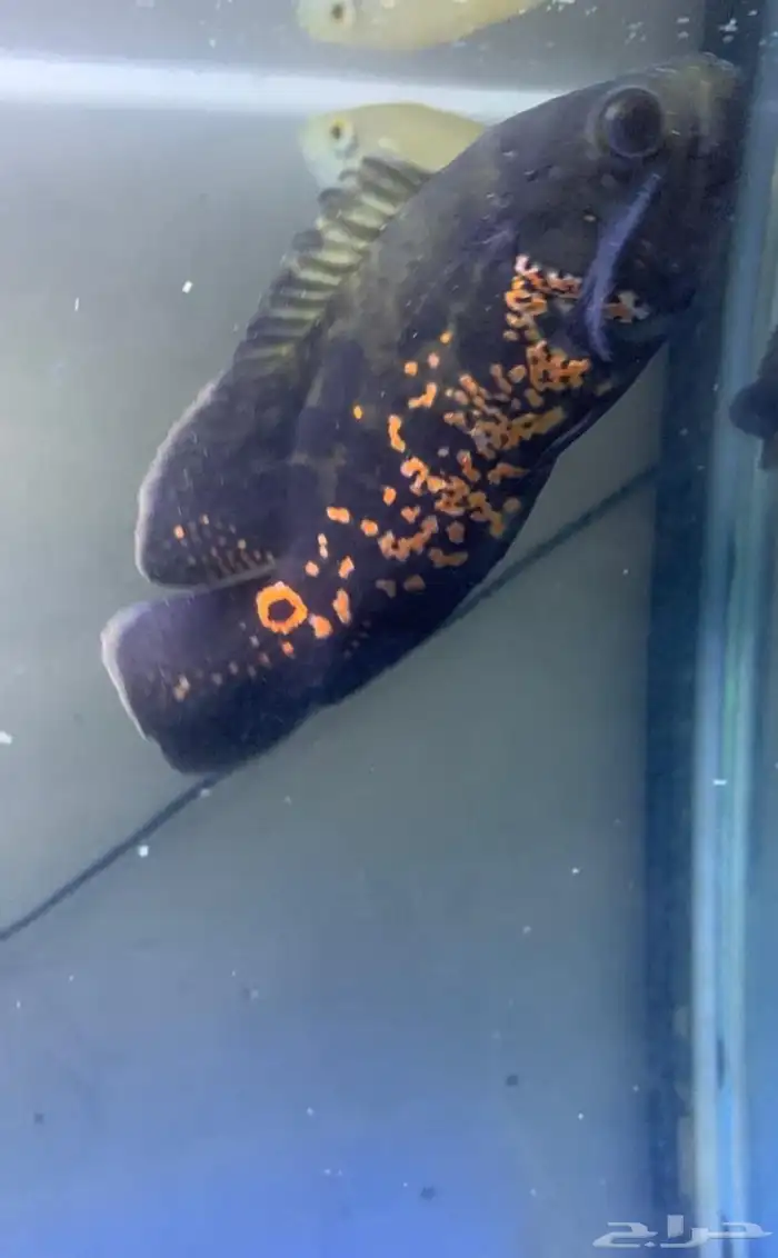 للبيع زوجين سمك أوسكار (Oscar Fish) ما شاء الله 9