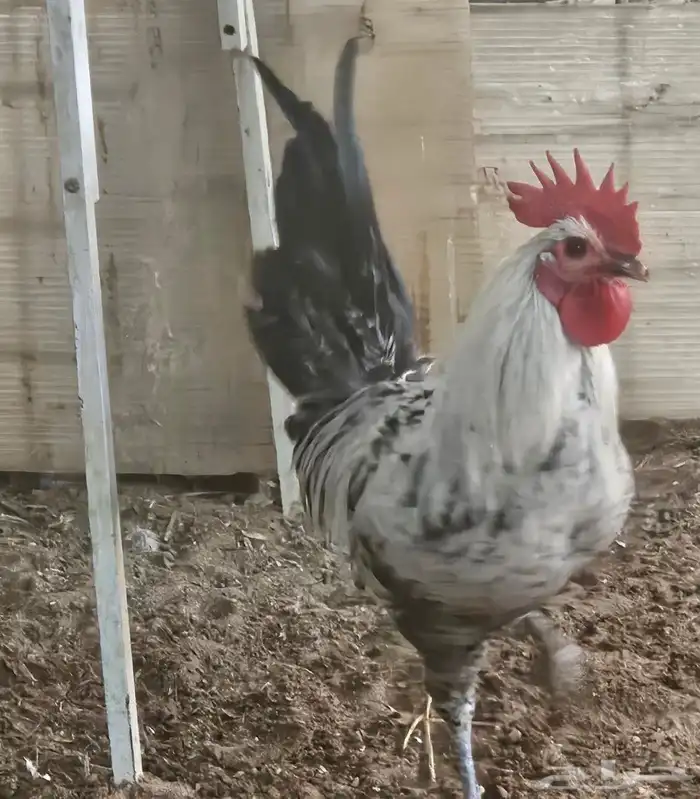 للبيع ديكه فيومي 4