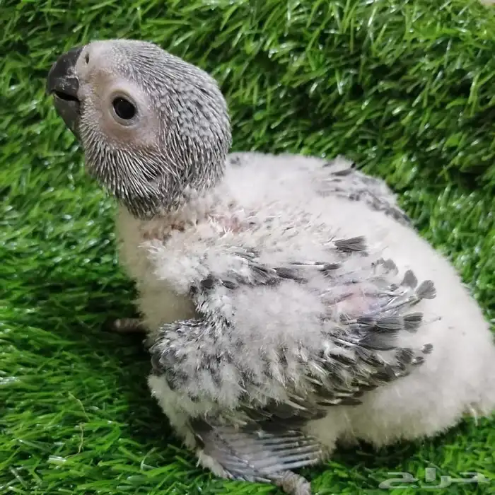 فروخ ببغاء كاسكو سوبر سوبر جامبو 2