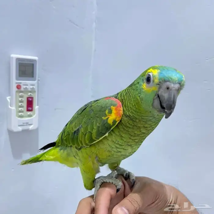 ترويض وتوليف الببغاوات 3