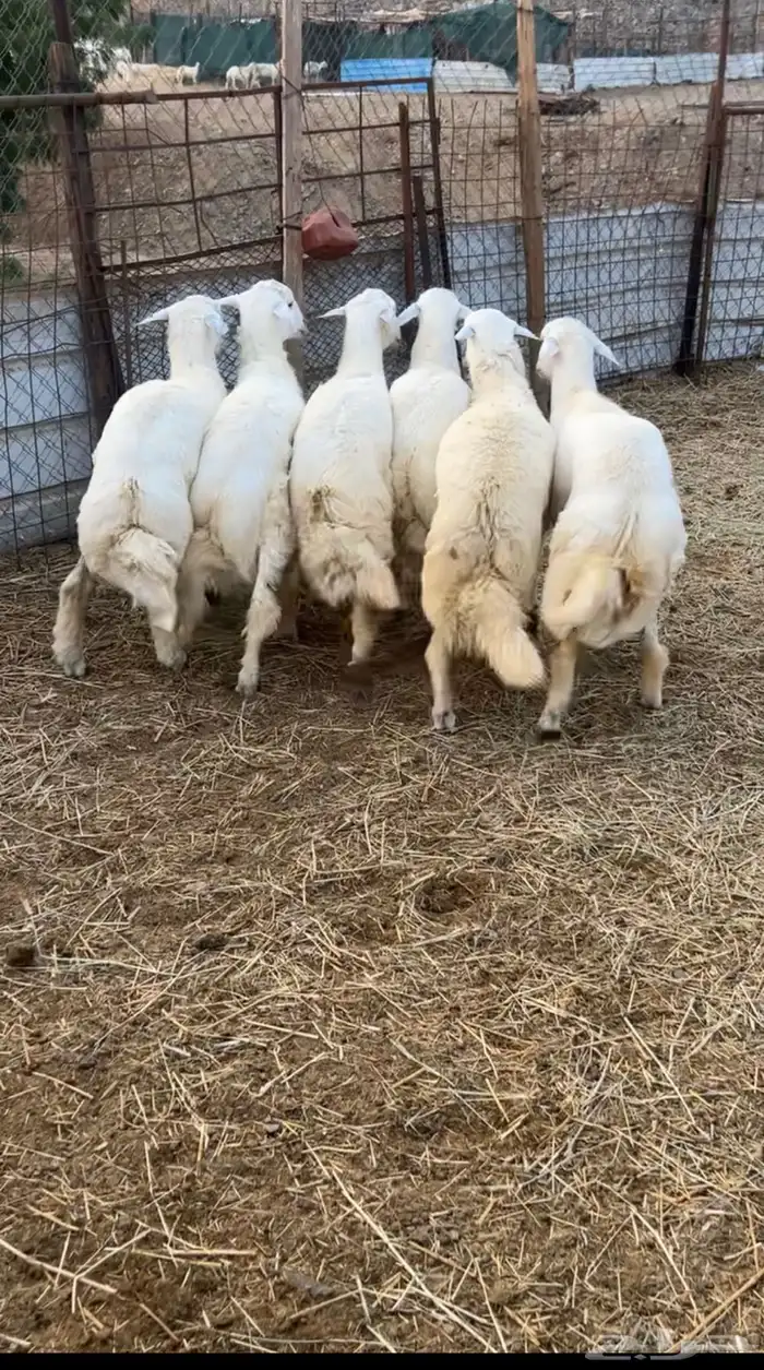 طليان فل شحم مقفله 1