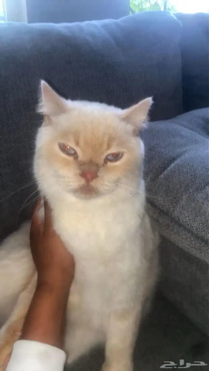 بسه بريطاني 0