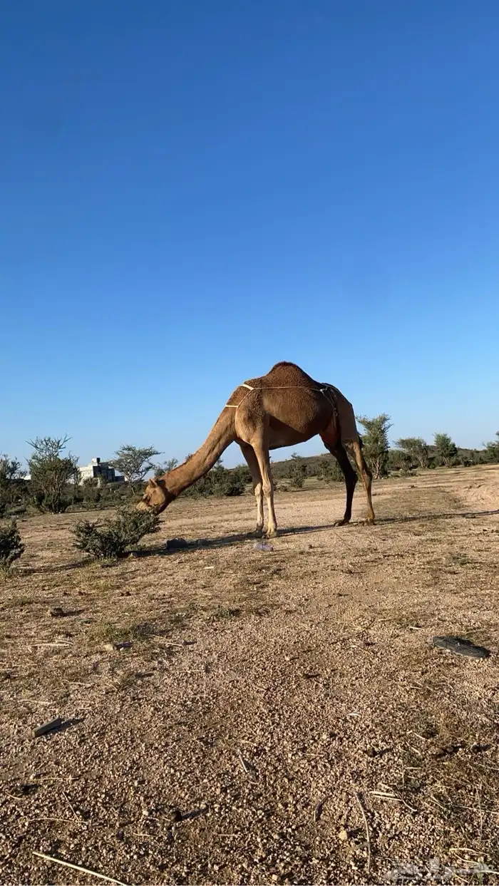 للبيع ناقه مبيوع ولدها 1