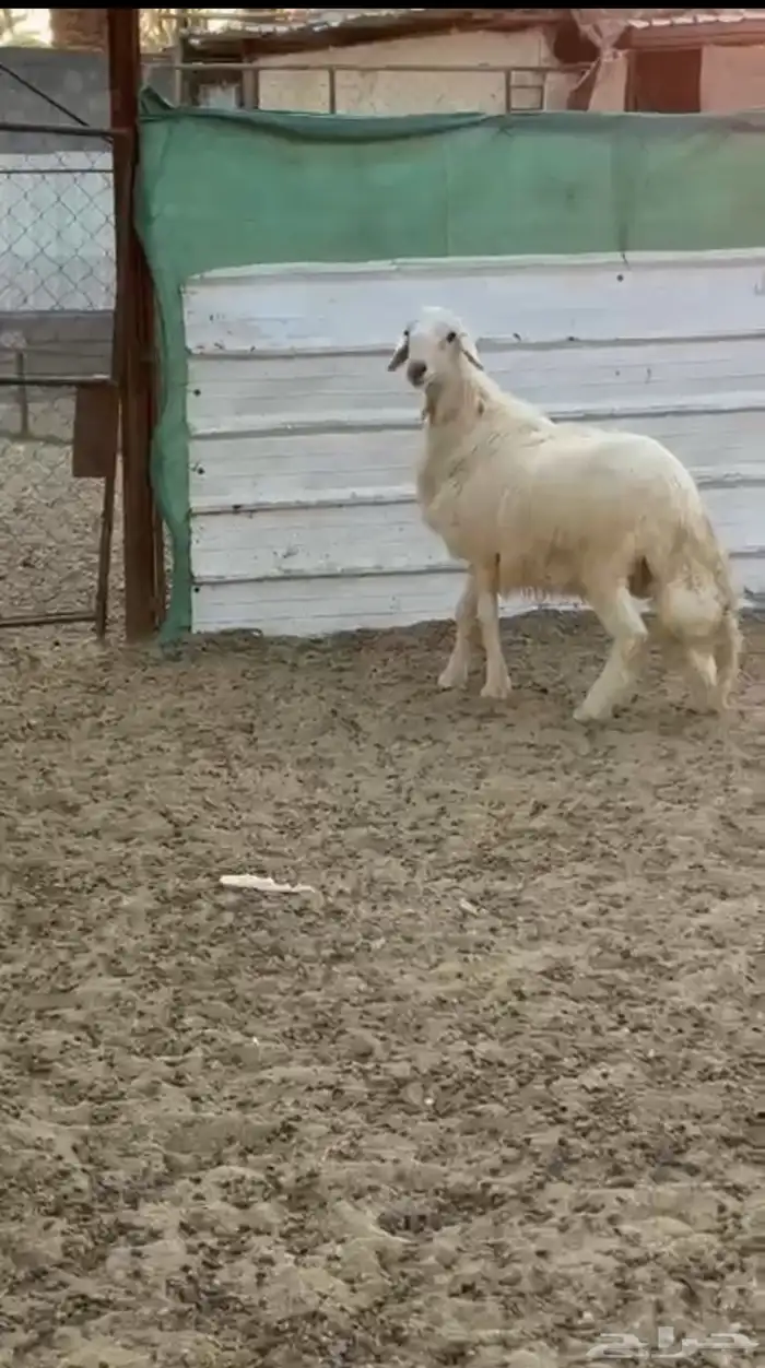 خروف اصفر فل 0