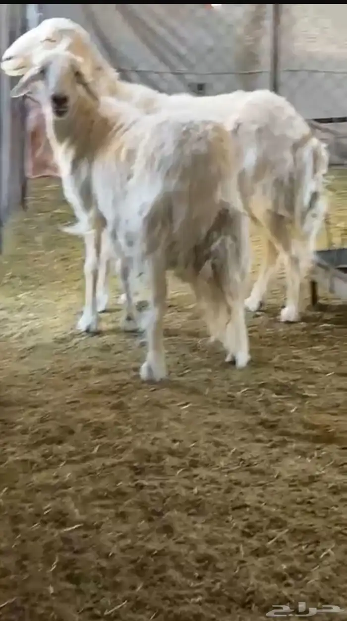 شاتين تامات 0