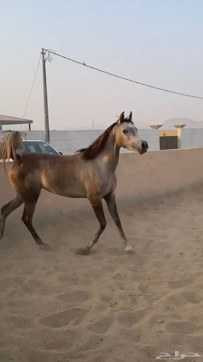 فرس لقاح 8 شهور تحتها مهره 7