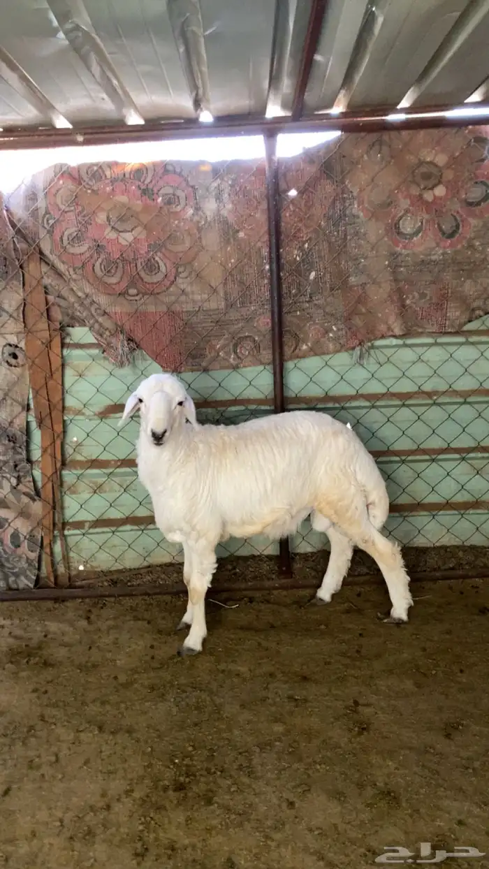 للبيع طلي جذع 0