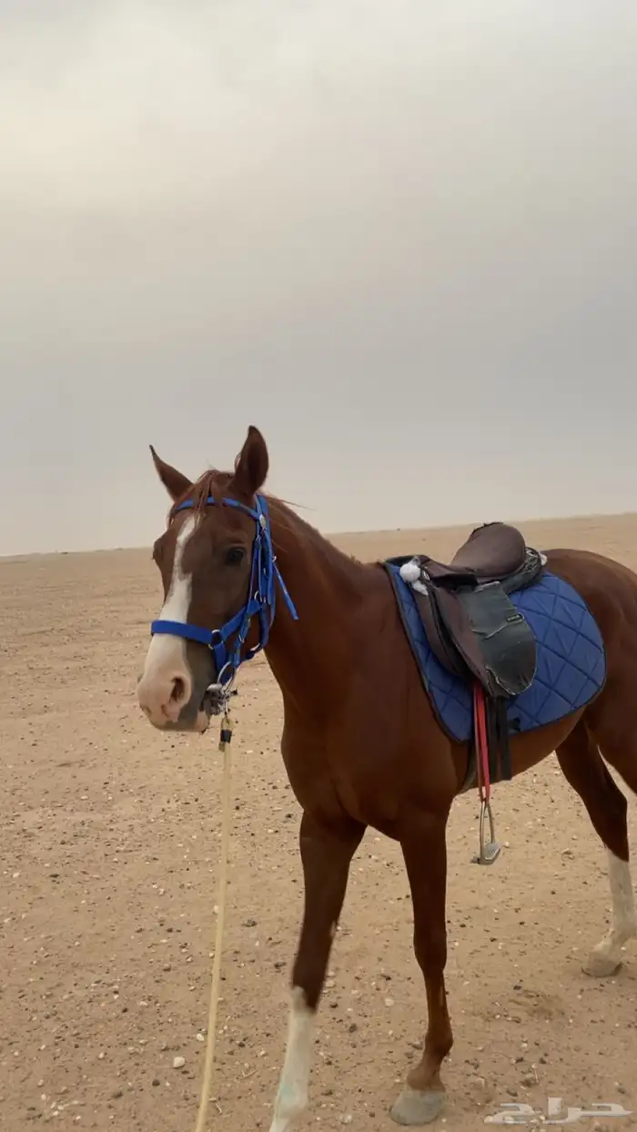 حصان جزيري للبيع 2