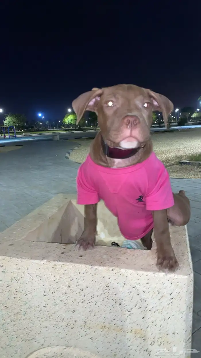 بيتبول اكس ال للبدل مع جرو جيرمن شيبرد او روت وايلر 15