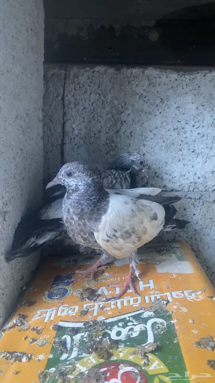 حمام باكستاني فاخر 0