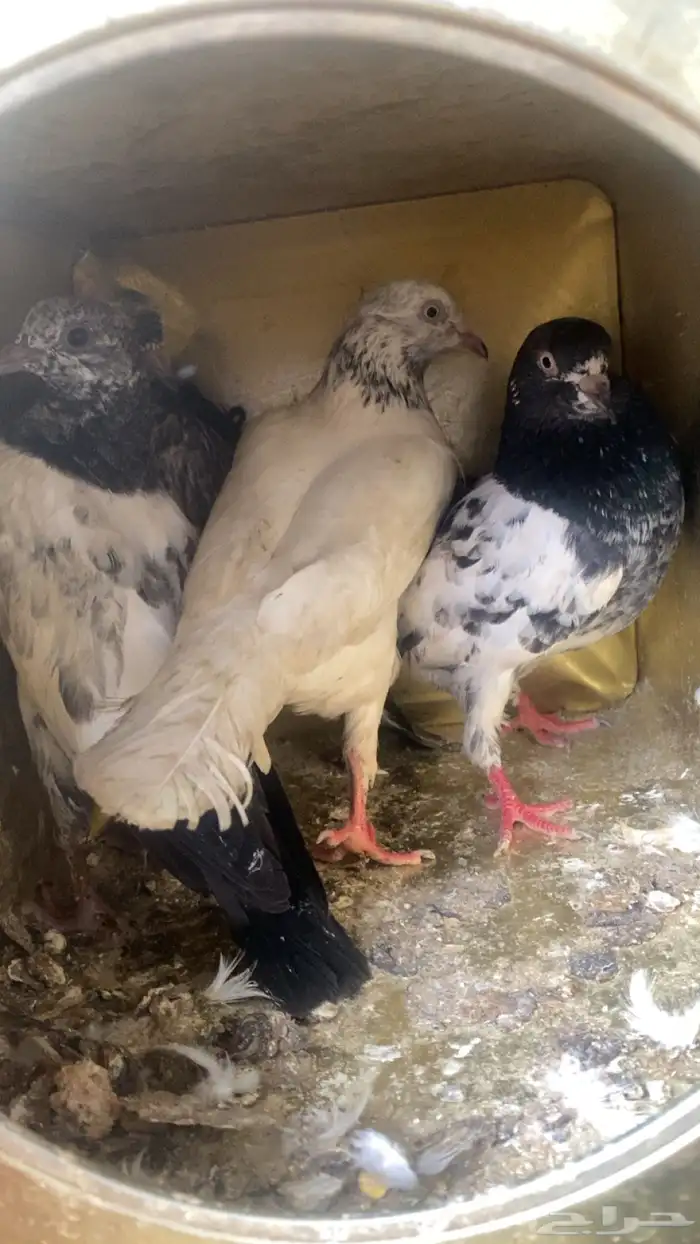 حمام باكستاني فاخر 4