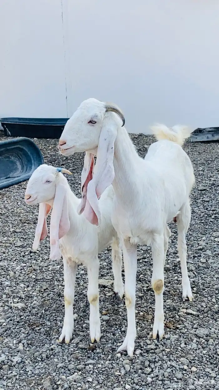 عنز بيضاء برصا معها جفرة 1