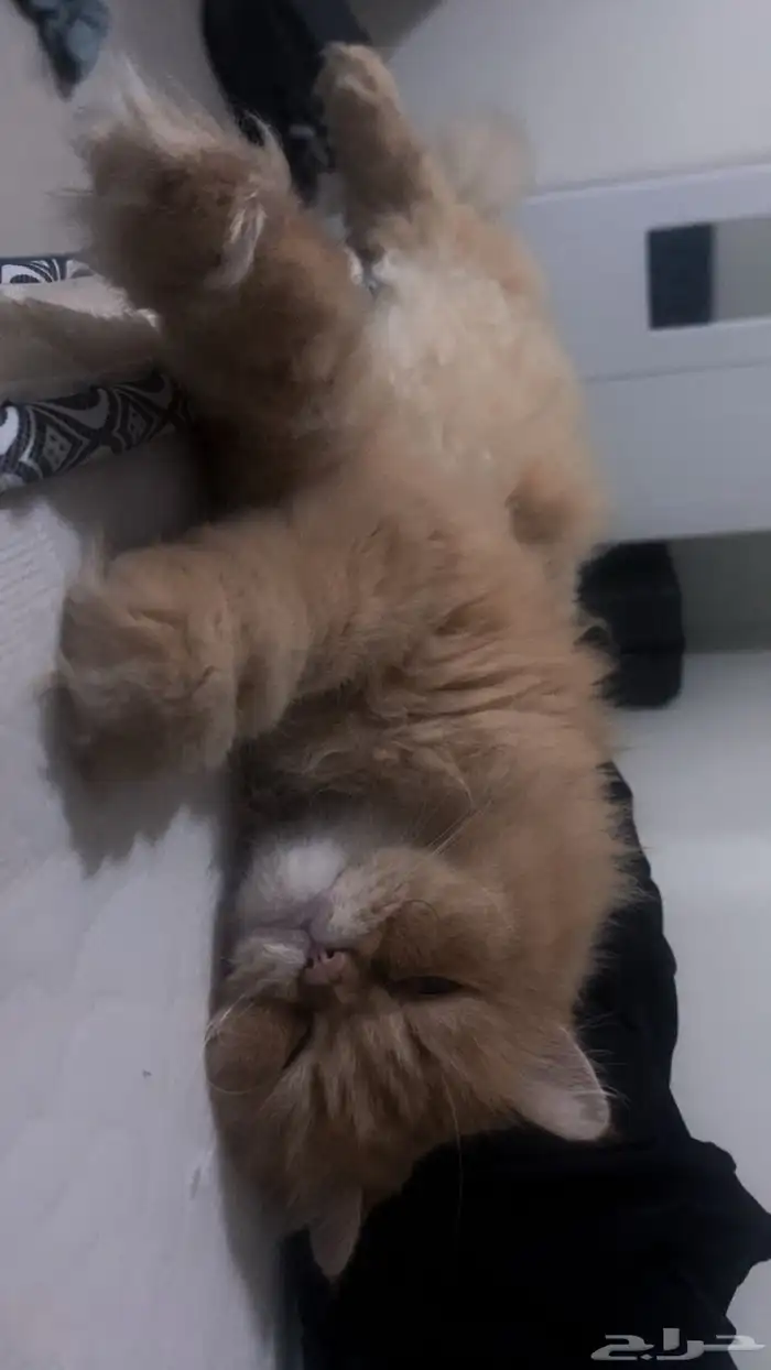 قط ذكر معقم للتبني معه كل اغراضه و تطعيماته 1