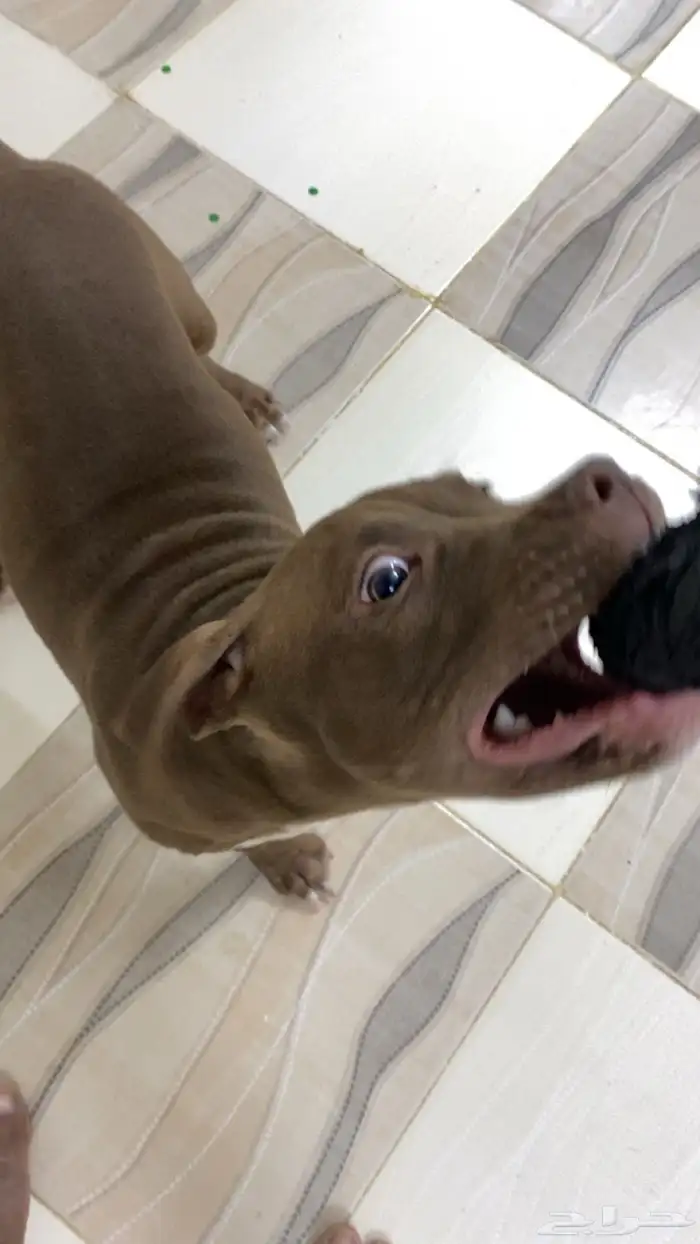 بيتبول اكس ال للبدل مع جرو جيرمن شيبرد او روت وايلر 17