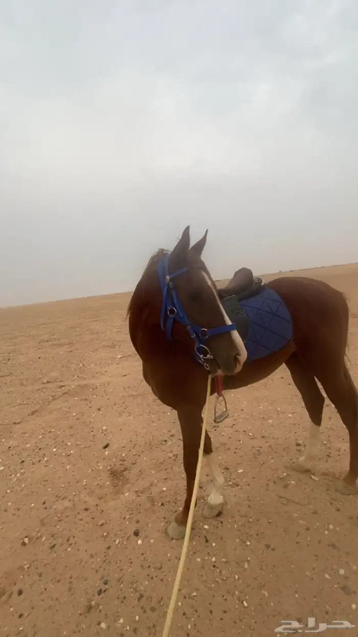 حصان جزيري للبيع 1