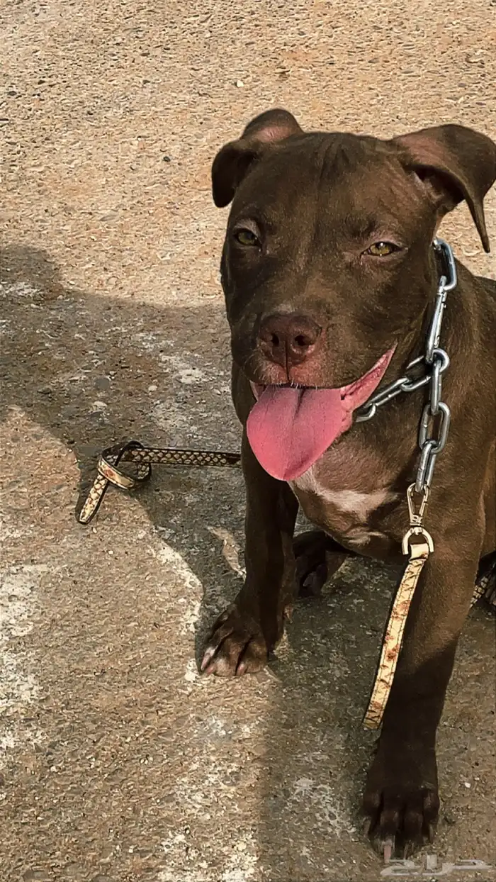 بيتبول اكس ال للبدل مع جرو جيرمن شيبرد او روت وايلر 3