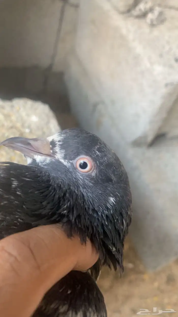 حمام باكستاني فاخر 2