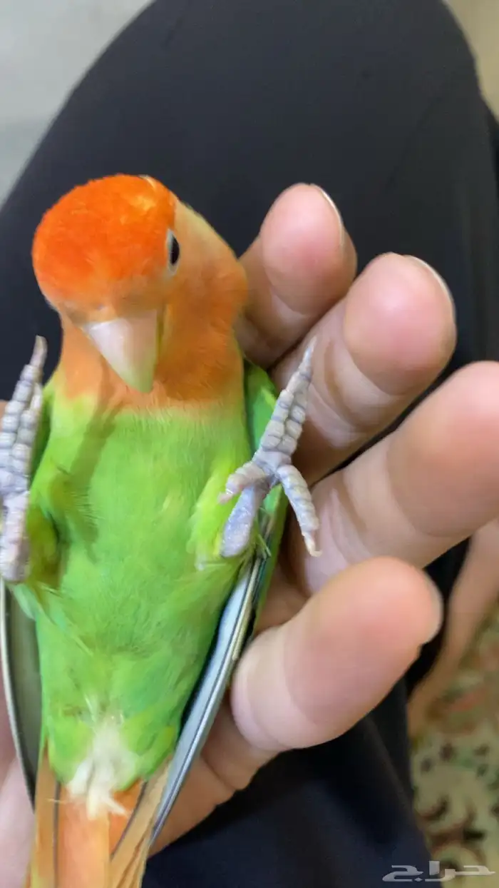 أنثى روز هدد أليفة جدا مناسبة للأطفال 0