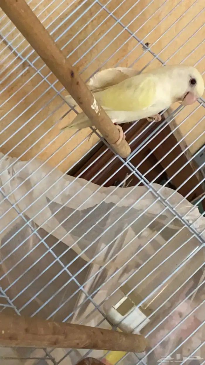 ذكر روز اينو 1