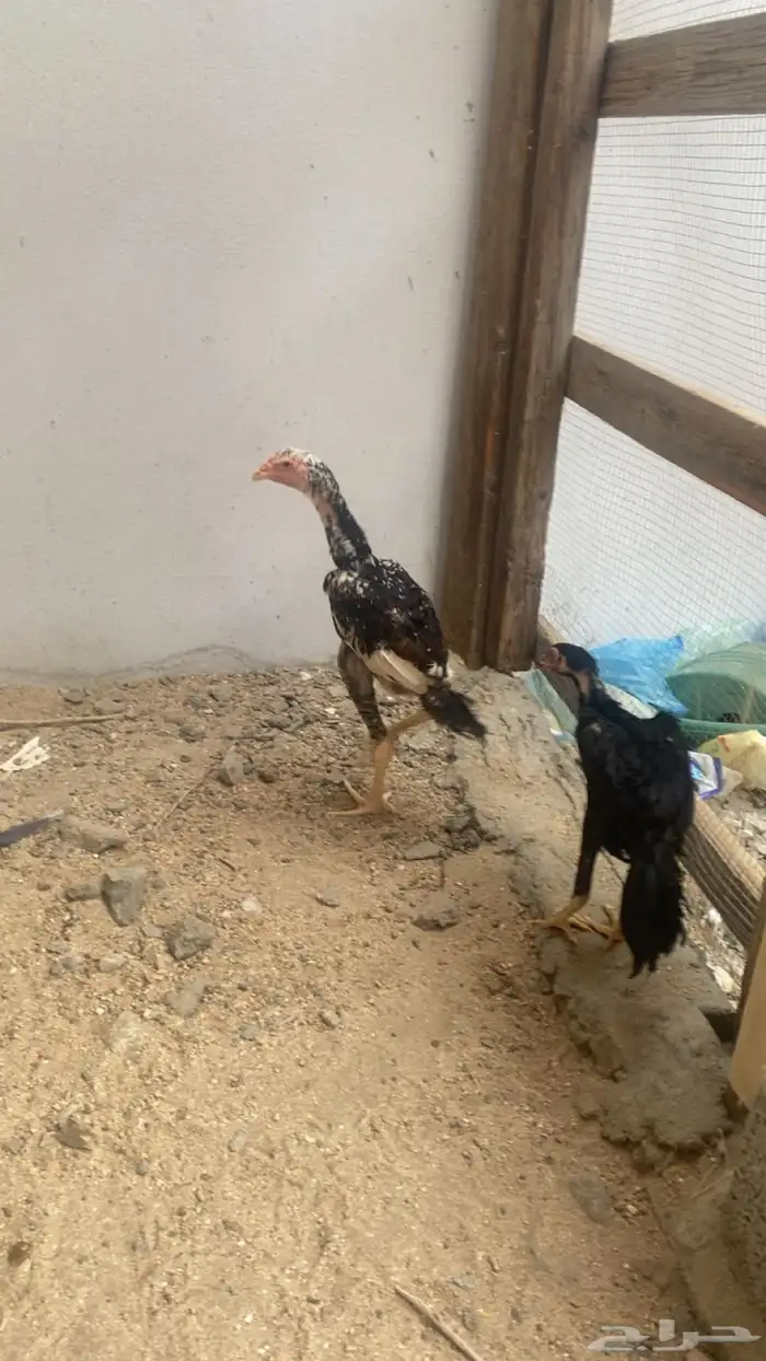 ديوك سندي فواخر 2